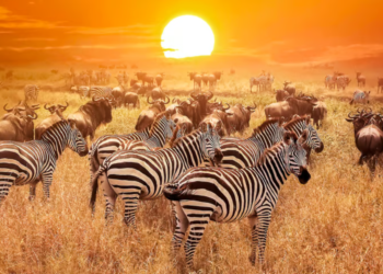 An African Safari: Discovering the Untamed Beauty of Tanzania